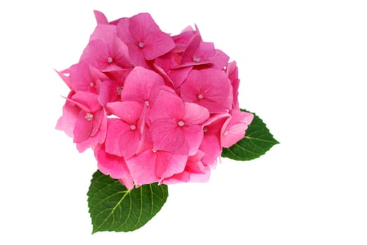 pink hydrangea blossom