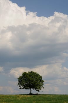 Tree on field