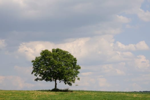 Tree on field