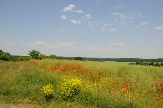 Poppies in a field