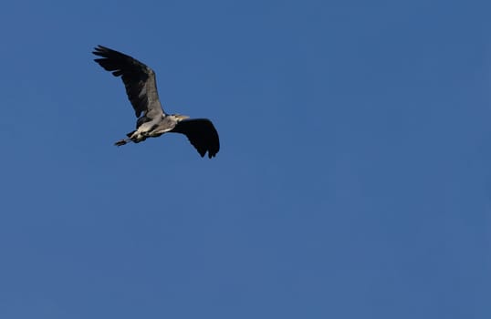 Heron,Grey Heron