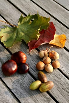 Autumn Fruits