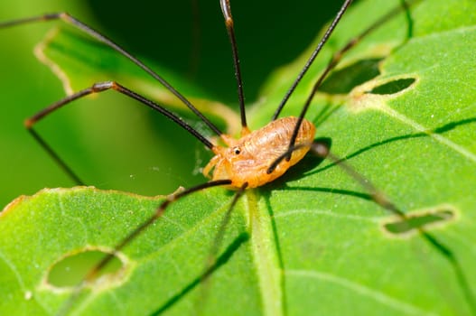 Great Shiver Spider - Pholcus phalangioides