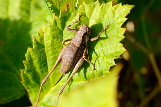 Common grasshopper - Pholidoptera-griseoaptera