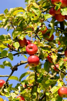 Apple tree