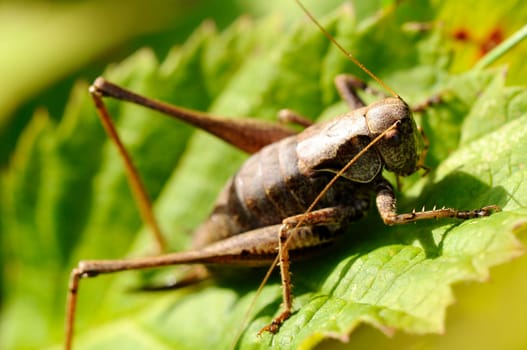 Common grasshopper - Pholidoptera-griseoaptera