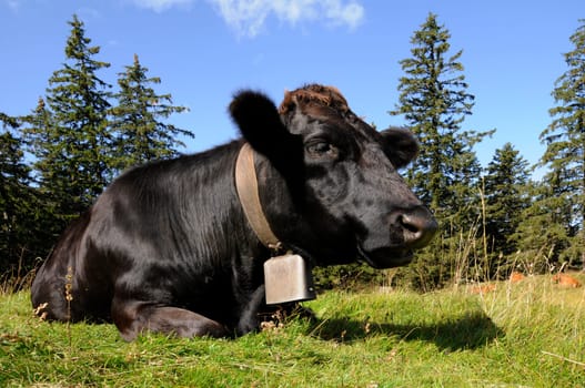 black cow