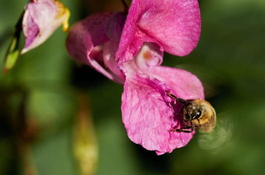 Bee on blossom