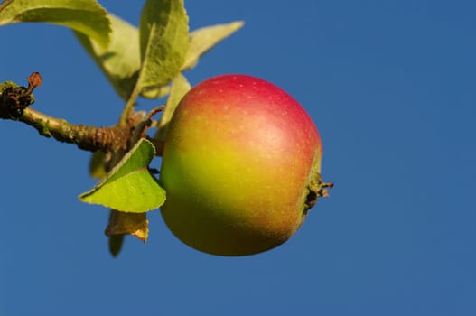 apple,apple tree,branch,tree