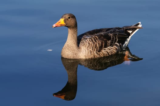 anser anser,greylag goose,reflection,pond,lake