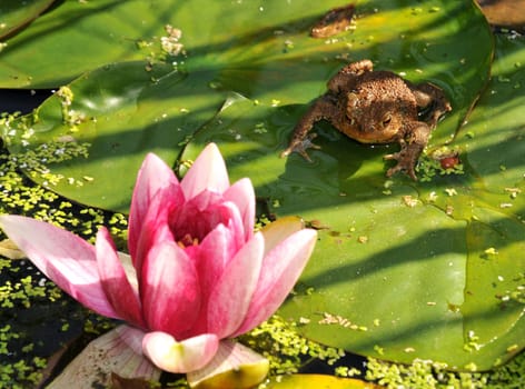In the pond