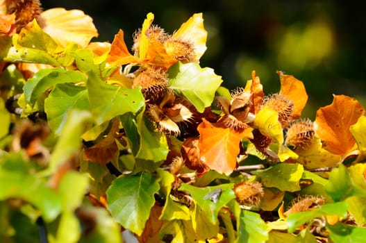 European beech - Fagus-sylvatica