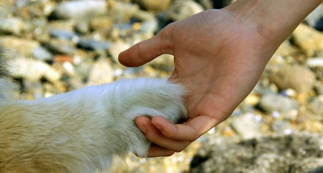 handshake