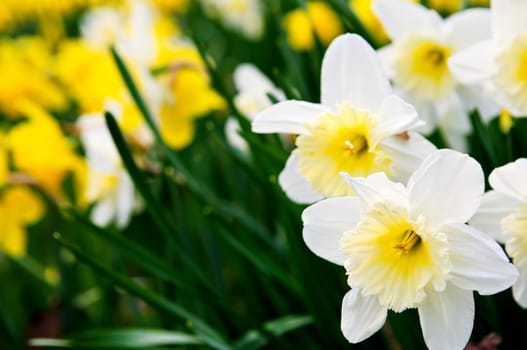 Daffodils