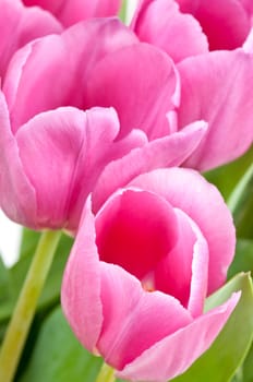Pink tulips