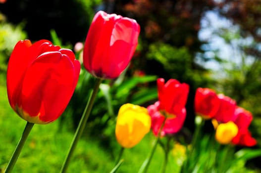 Tulips in spring garden