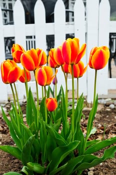 Tulips in spring garden