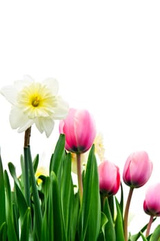 Tulips and daffodils on white background