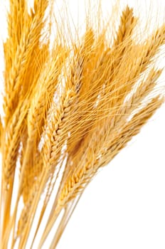 Isolated wheat ears