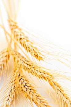 Wheat ears