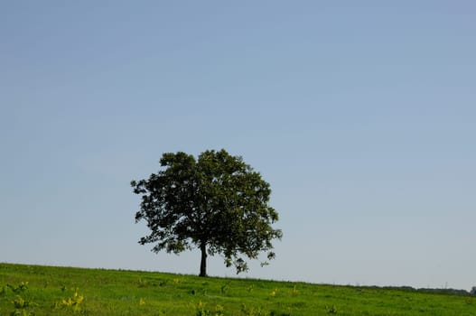 Tree in a meadow