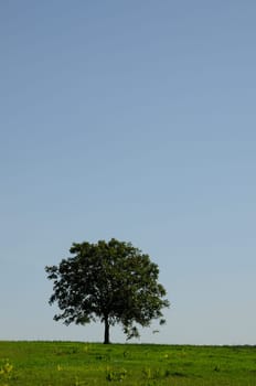 Tree in a meadow