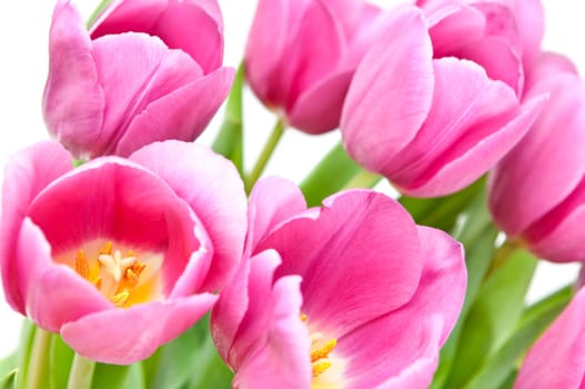 Pink tulips