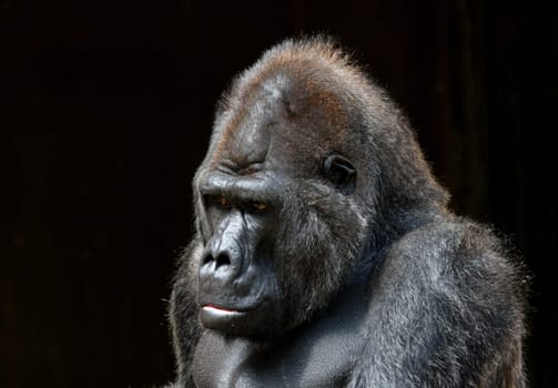GorillaPortrait