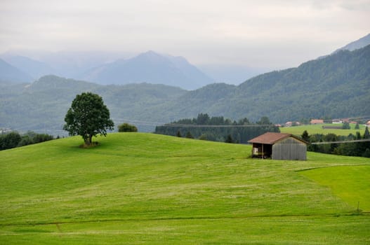 tree and barn