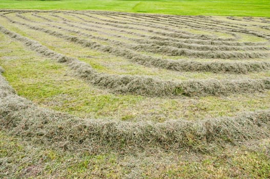 make hay
