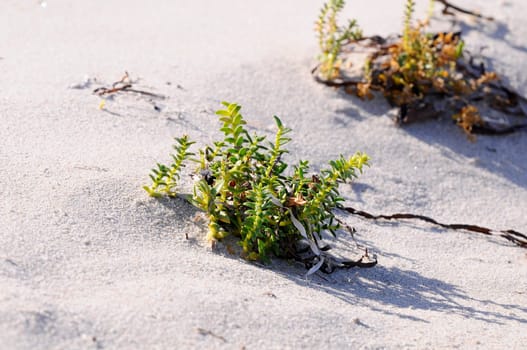 Glasswort - Salicornia