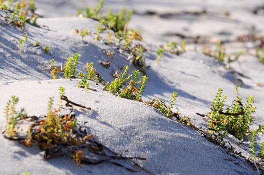 Glasswort - Salicornia