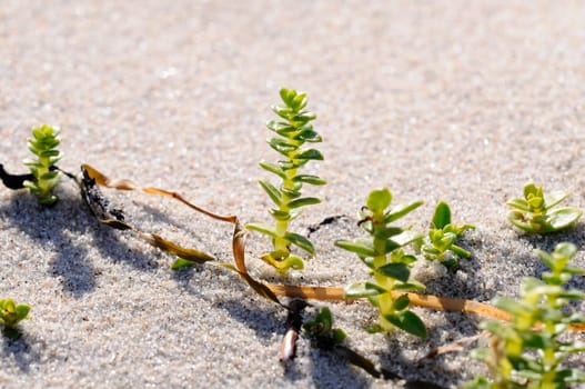 Glasswort - Salicornia
