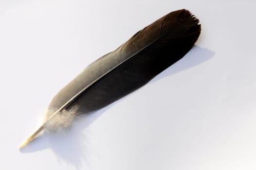 Feather - Bird Feather - Background