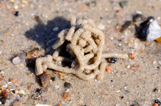 Excretions of a lugworm