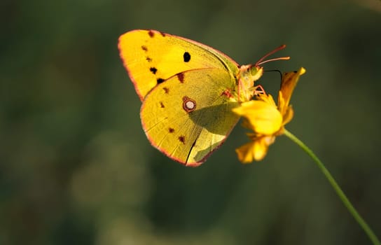 The Golden Eight in the Golden Autumn Light