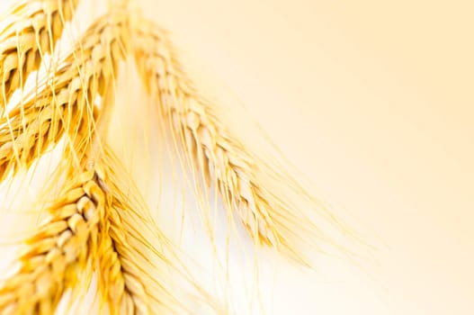 Wheat ears