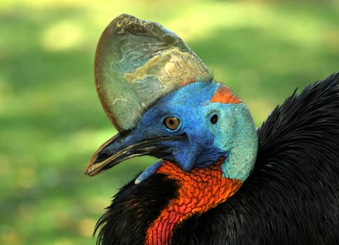 The beautiful,but also dangerous cassowary.