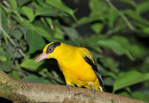 Black-naped oriole