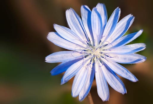 Chicory in the backlight