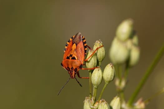 Bug