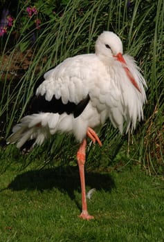 Stork on one leg