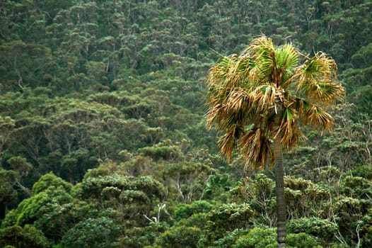 tropics