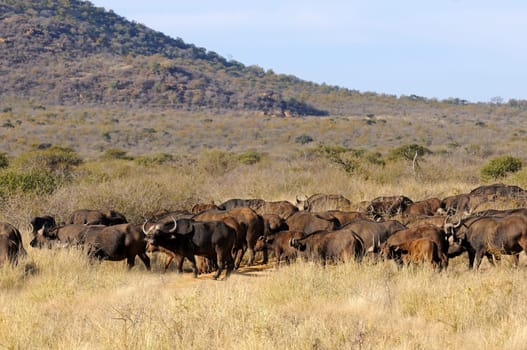 Buffalo herd,Syncerus caffer