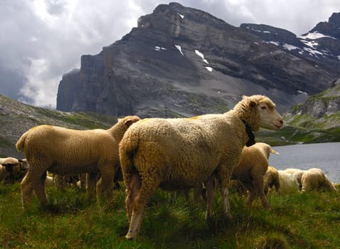 Herd of sheep grazing on the alp,Valais,Switzerland