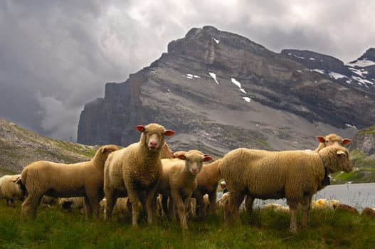 Herd of sheep grazing on the alp,Valais,Switzerland