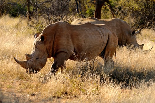 Rhinos in the African savannah