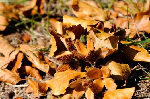 Autumn leaves with beechnuts