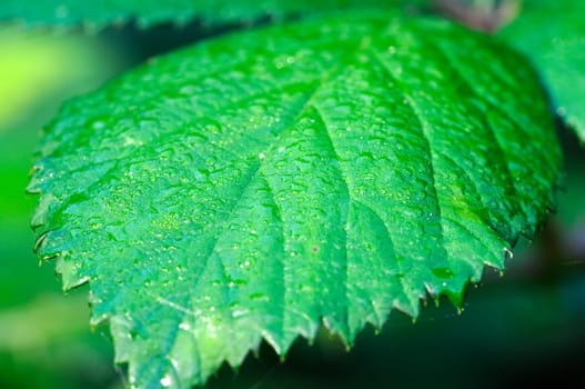 Leaf of blackberry bush with dewdrops