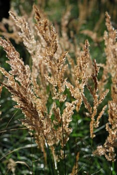 Grasses at the edge of the forest